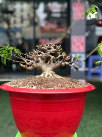 Mai chiếu thủy lá lớn da đen mini