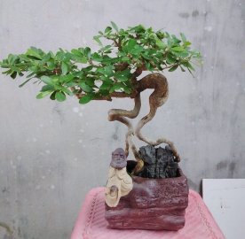 Linh sam