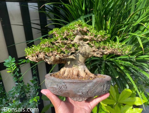Tác phẩm: Đón nắng chiều