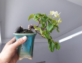 Em Bông Giấy Trắng mini...
