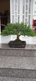 Linh sam vườn nhà!!!