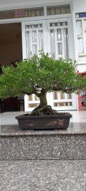 Linh sam vườn nhà!!!