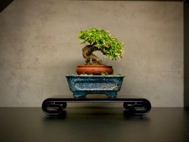 Tác phẩm: Mai chiếu thuỷ 