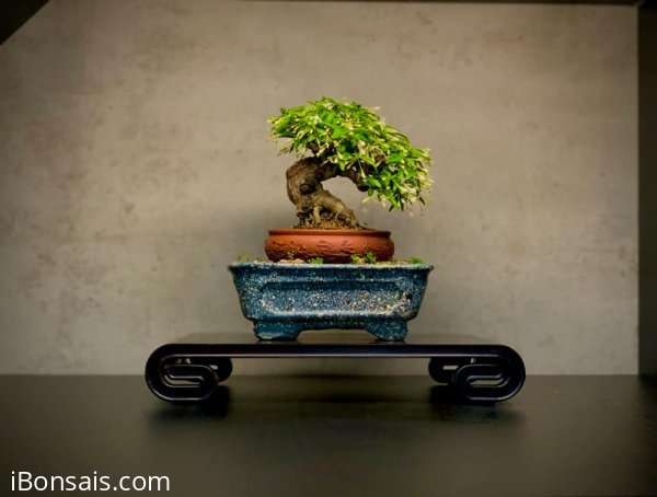 Tác phẩm: Mai chiếu thuỷ
