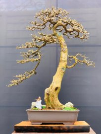 Tp Kim Tiền