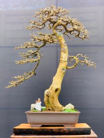 Tp Kim Tiền