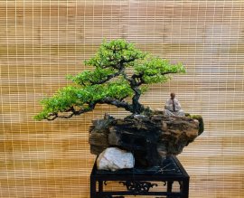 Tác phẩm Mộc thạch tương sinh