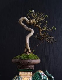 Tp: Mai Chiếu thủy