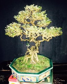 Tp găng