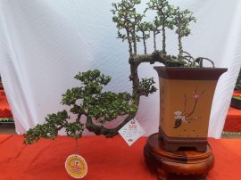 Tác phẩm sam núi