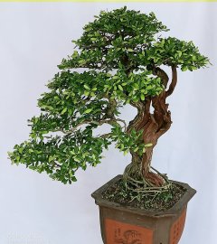 Tác phẩm Linh sam