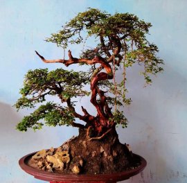 Tác phẩm: Lơ lửng giữa trời xanh
