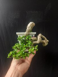 Tác phẩm Sam núi