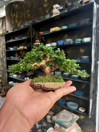 Tác phẩm Sam hương mini