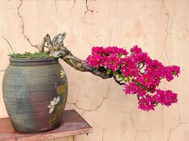 Tp: Hoa Giấy Mỹ