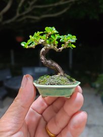 Sam hương siêu mini