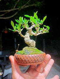 Dành dành nhật bản.