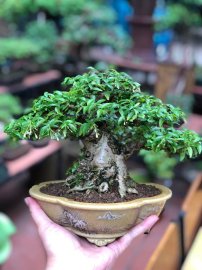 Mai chiếu thuỷ
