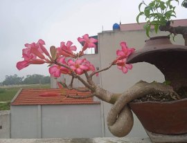 Tp: Thiên sứ