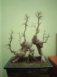 Tp: Thiên hạ hữu tình nhân