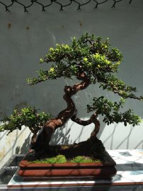 Hải châu