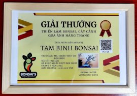 Tác phẩm: Mai chiếu thủy da đen mini