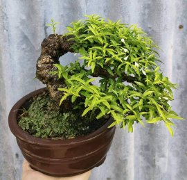 Mai chiếu thủy lá trung