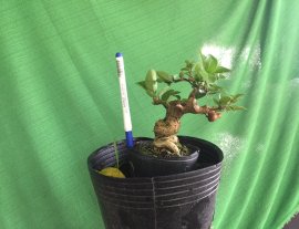 Gl ae sam hương 300k bao síp
