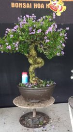 Linh sam siêu hoa lắc thân giao lưu cả nhà
