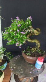 Linh sam siêu hoa lắc thân giao lưu cả nhà