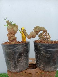 Phôi linh sam sông hinh gl ace ạ