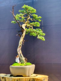 Linh sam chào ngày mới ạ