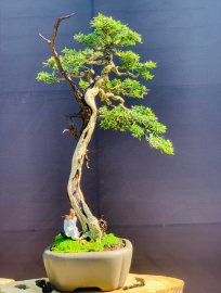 Linh sam chào ngày mới ạ