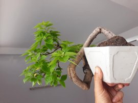 Em Giấy Mỹ zin...