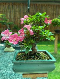 Đỗ Quyên - Có ai mê em ko ạ