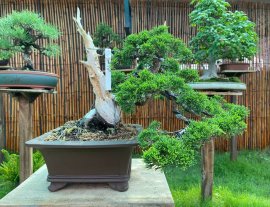 GL tác phẩm Shimpaku