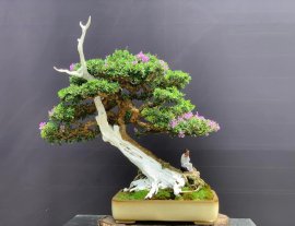 Linh sam khoe sắc