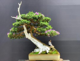 Linh sam khoe sắc