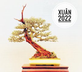 Linh sam khoe sắc