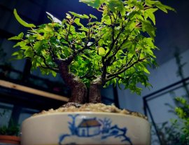 Phong 3 thuỳ…chia sẽ a e