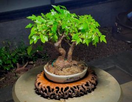 Phong 3 thuỳ…chia sẽ a e
