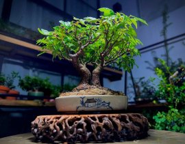 Phong 3 thuỳ…chia sẽ a e