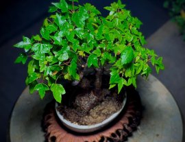 Phong 3 thuỳ…chia sẽ a e