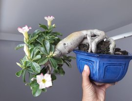 Sứ Thái zin gieo hạt ...