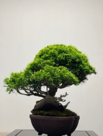 Itoigawa shimpaku ( tùng Nhật dòng Itoigawa)
