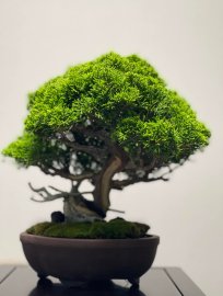 Itoigawa shimpaku ( tùng Nhật dòng Itoigawa)