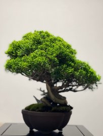 Itoigawa shimpaku ( tùng Nhật dòng Itoigawa)