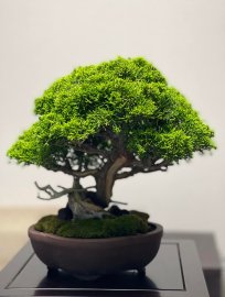 Itoigawa shimpaku ( tùng Nhật dòng Itoigawa)