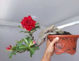 Sứ Thái ghép cánh kép bông đỏ...