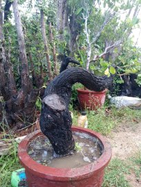 Cẩm thị đẹp